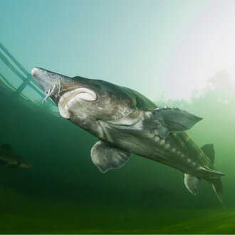 The Canadian Sturgeon