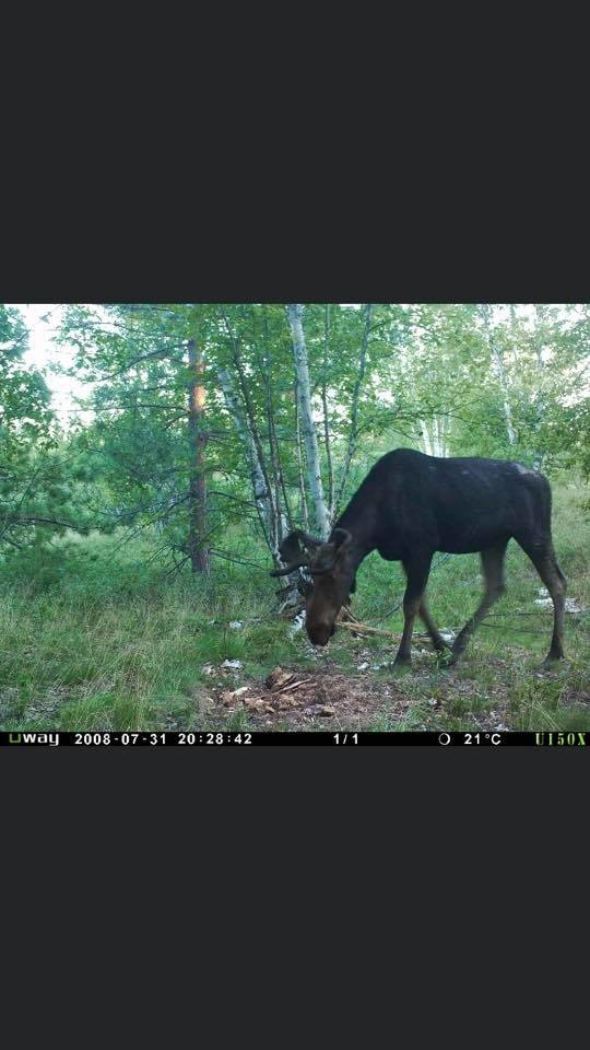 Rack Stacker Moose Sulfur 7lb