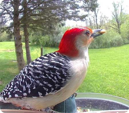 Feather Snap Scout Smart Bird Feeder