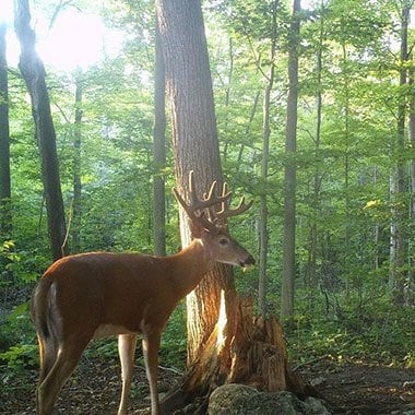 Rack Stacker USA Glory Mineral 55 lbs.