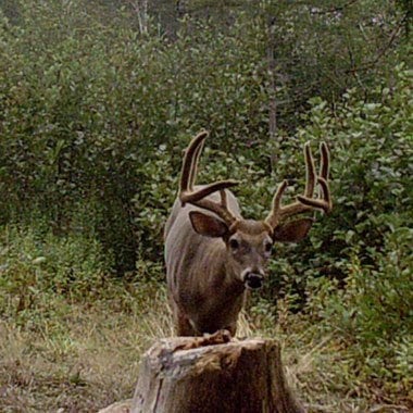 Rack Stacker USA Glory Mineral 55 lbs.