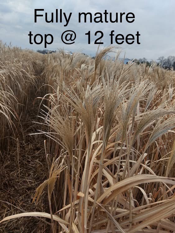 Zenith Miscanthus