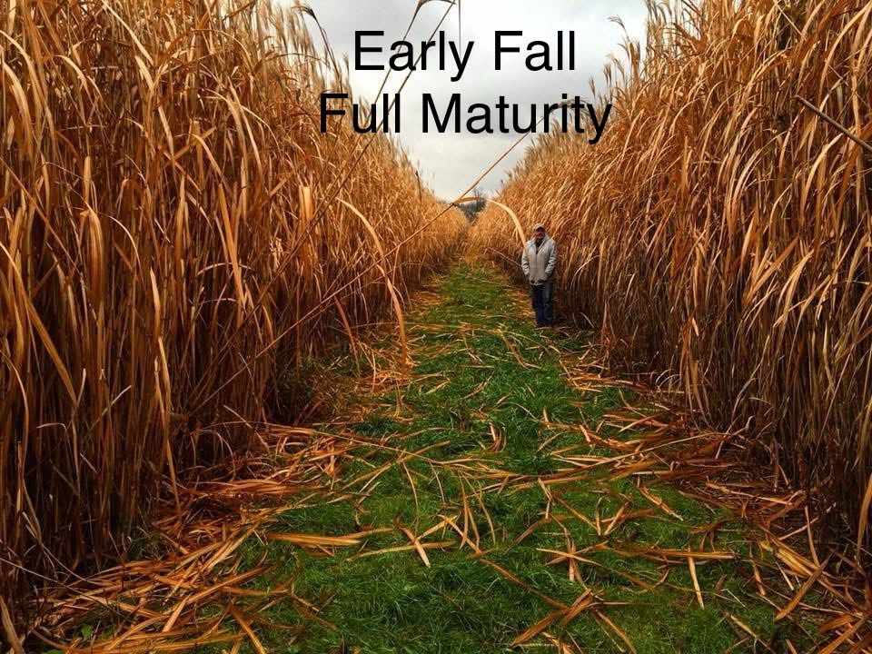 Zenith Miscanthus