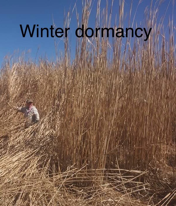 Zenith Miscanthus