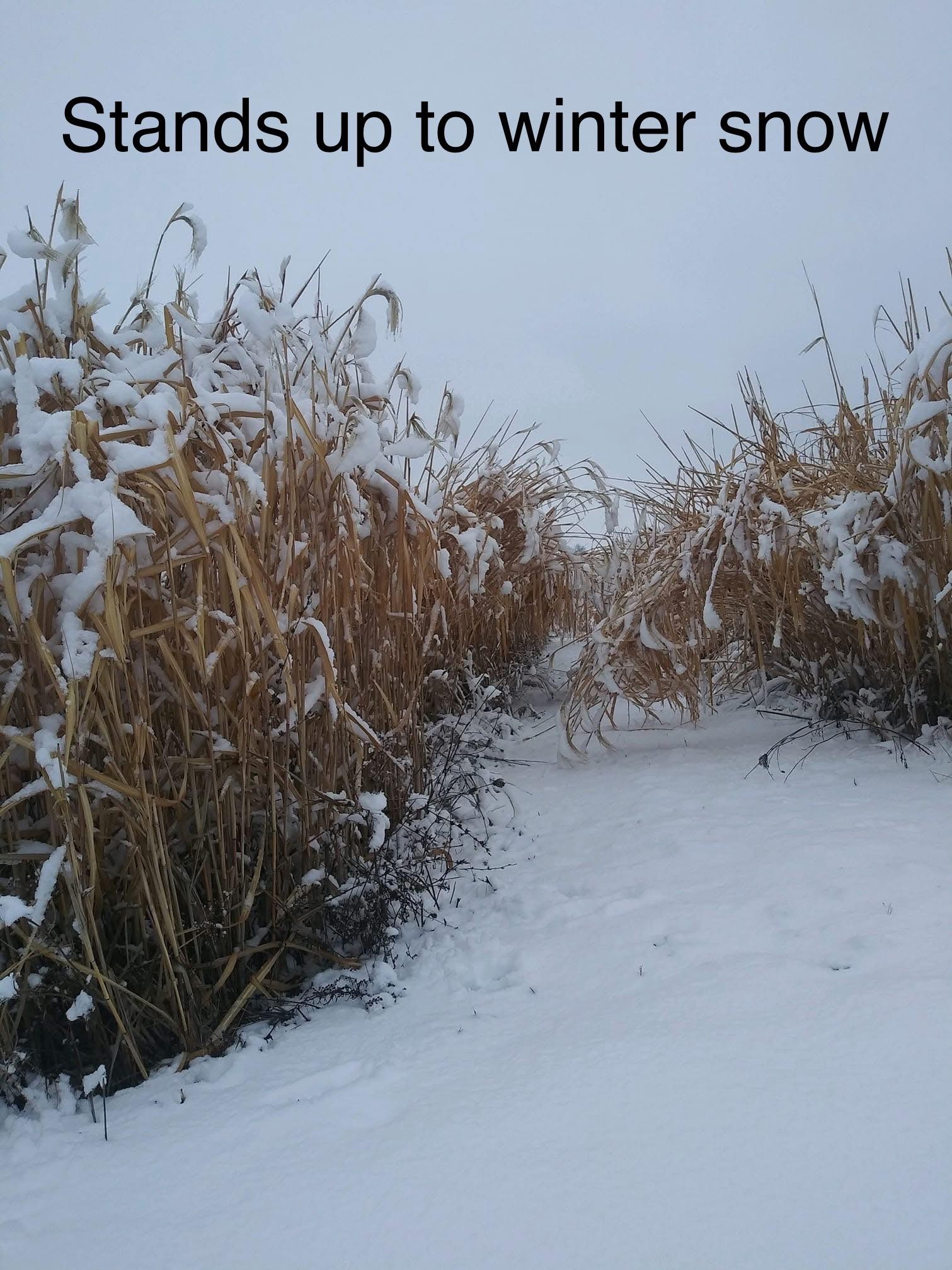 Zenith Miscanthus
