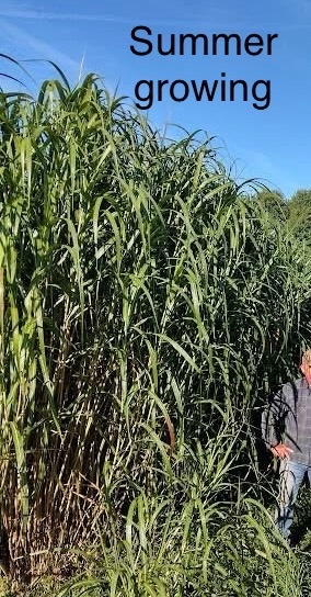 Zenith Miscanthus