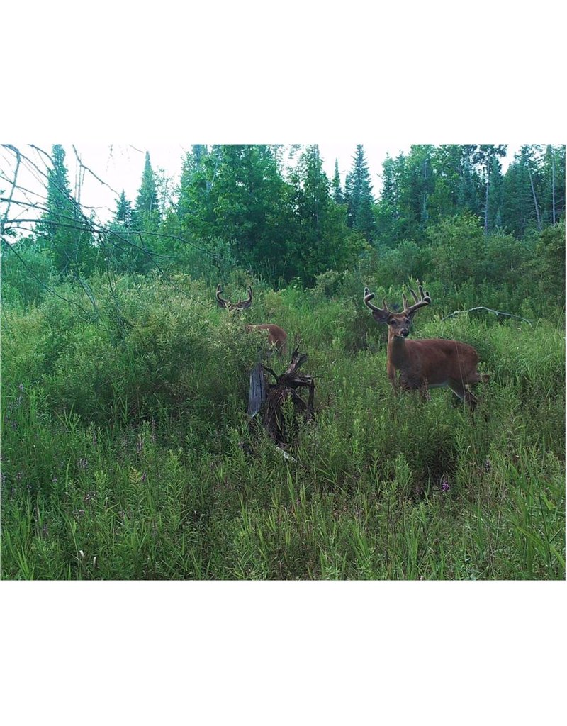 StaK'D Mineral 5 lb Canada's Leading Big Game Attractants