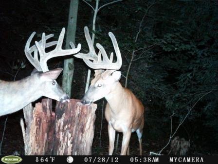 Rack Stacker Glory Mineral 55 lbs. bag
