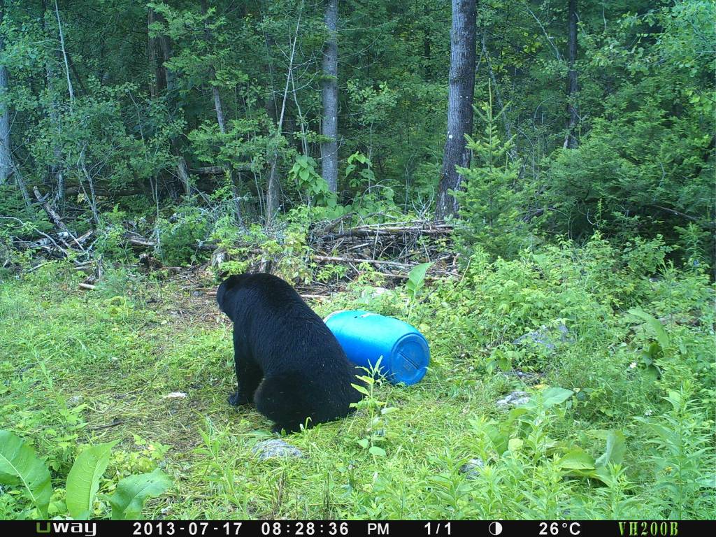 Rack Stacker Black Bear Munchies w added sugar 44lb