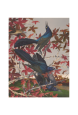 Amon Carter Poster Prints Great Tailed Grackle