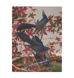 Amon Carter Poster Prints Great Tailed Grackle