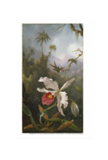 Amon Carter Poster Prints Two Hummingbirds Above a White Orchid