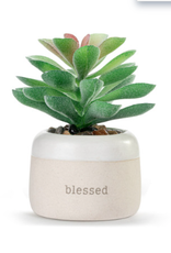Demdaco SALE Blessed Just Because Succulent