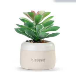 Demdaco SALE Blessed Just Because Succulent