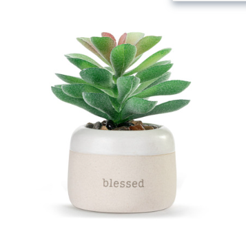 Demdaco SALE Blessed Just Because Succulent