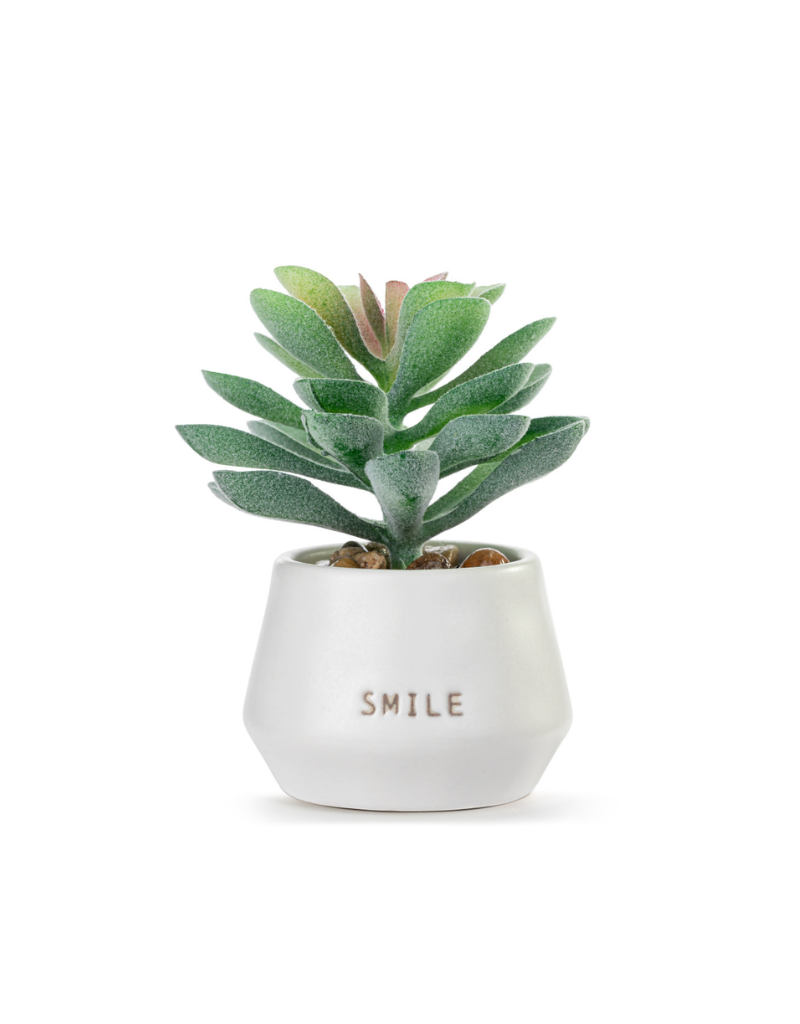 Demdaco Smile Succulent