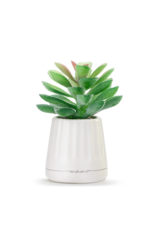 Demdaco SALE XO Succulent