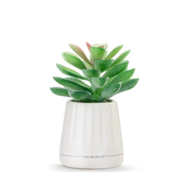 Demdaco SALE XO Succulent