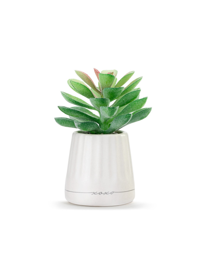 Demdaco SALE XO Succulent