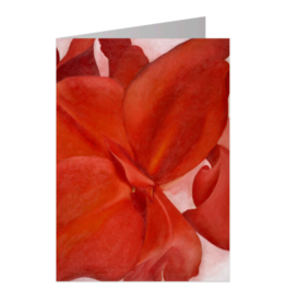 Red Cannas Notecard