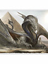 Sphinx Dragon - Dragon Shield Sleeves Ltd. Ed. Matte Art 100ct