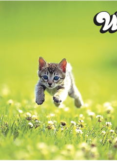 Playmat: Kitten