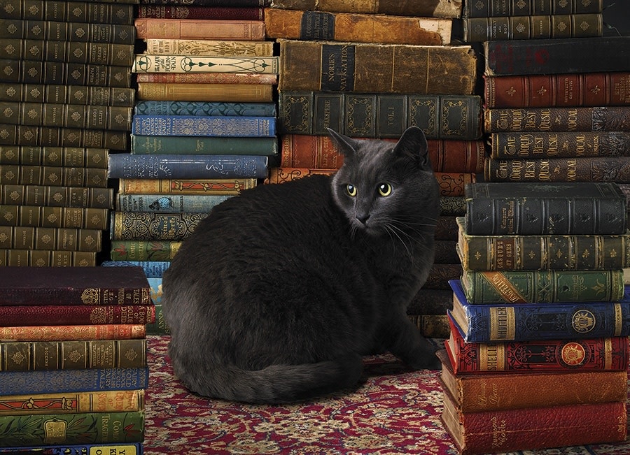 Puzzle: Library Cat (1000pcs)