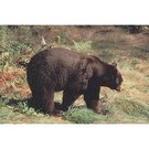 Delta TGT-Face- Delta Photo Animal Target Black Bear 70520 Ea