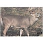 Delta TGT-Face- Delta Photo Animal Target White Tail 70515 Ea