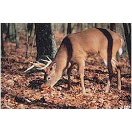 Delta TGT-Face- Delta Photo Animal Target Feeding White Tail 5059Ea