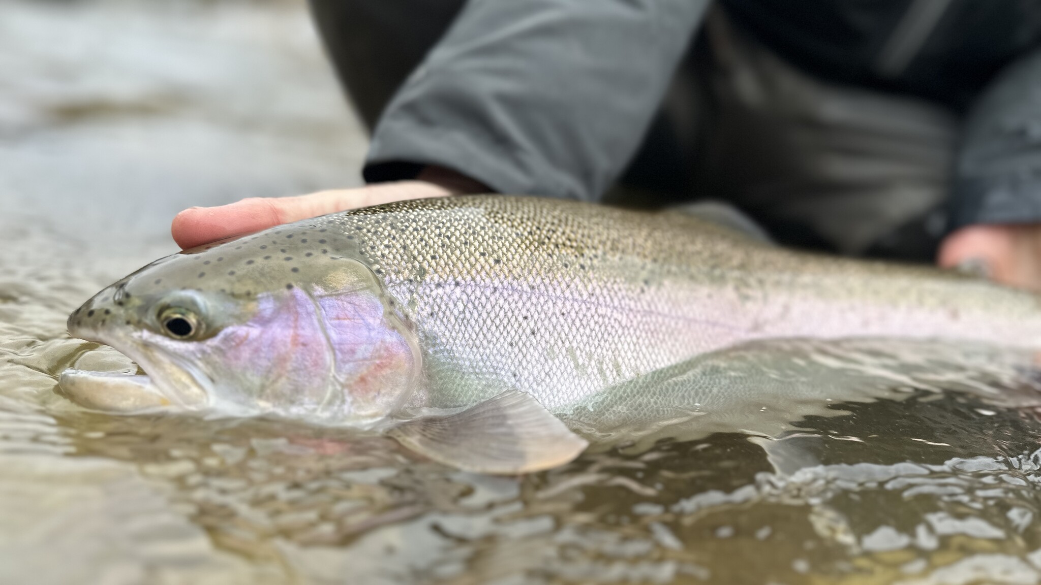 Blog Centerpin Fly Patterns Toronto's Fly Fishing Store
