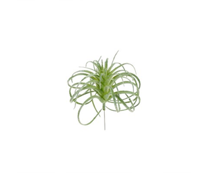 Air Plant Green