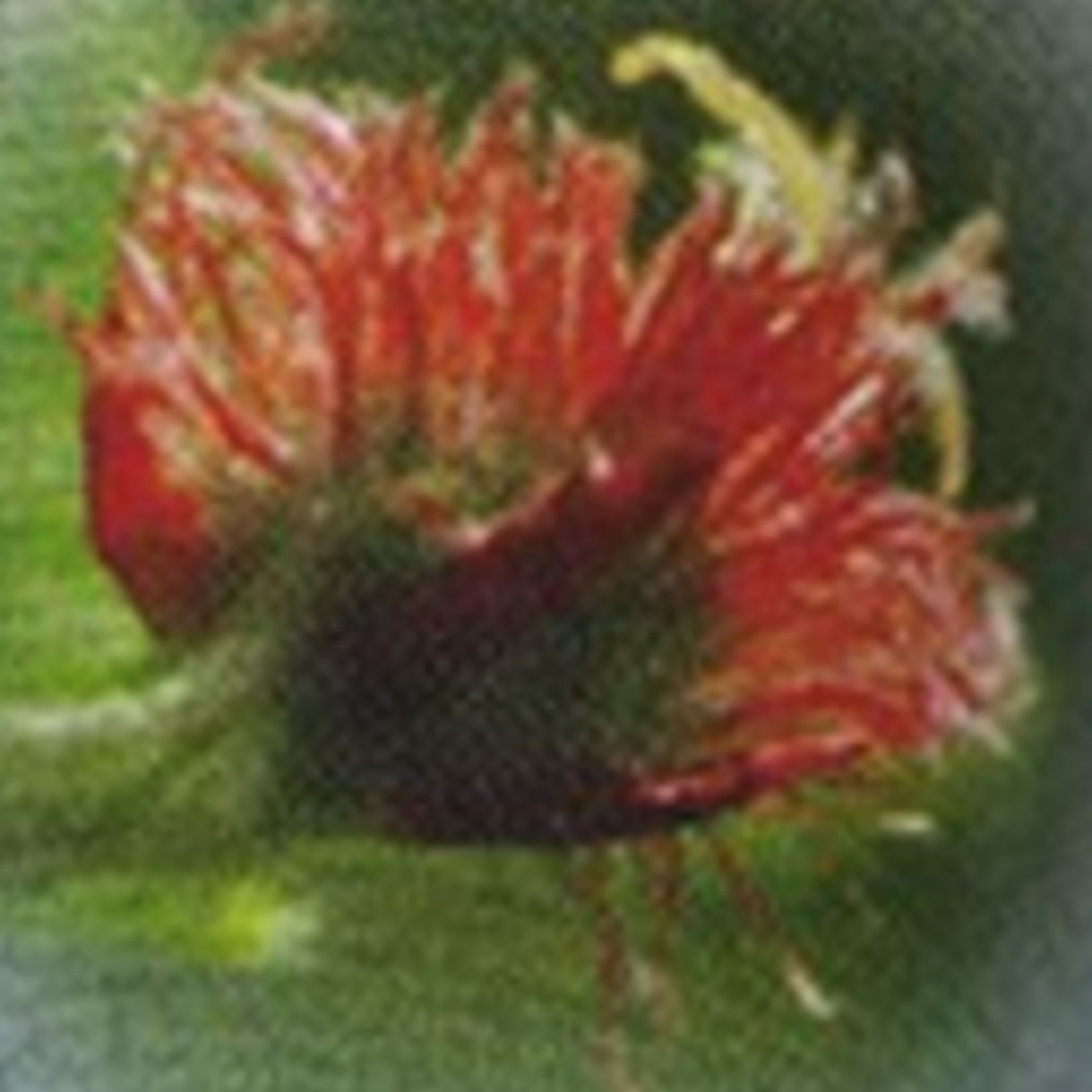 Healingherbs English Flower Essences beech