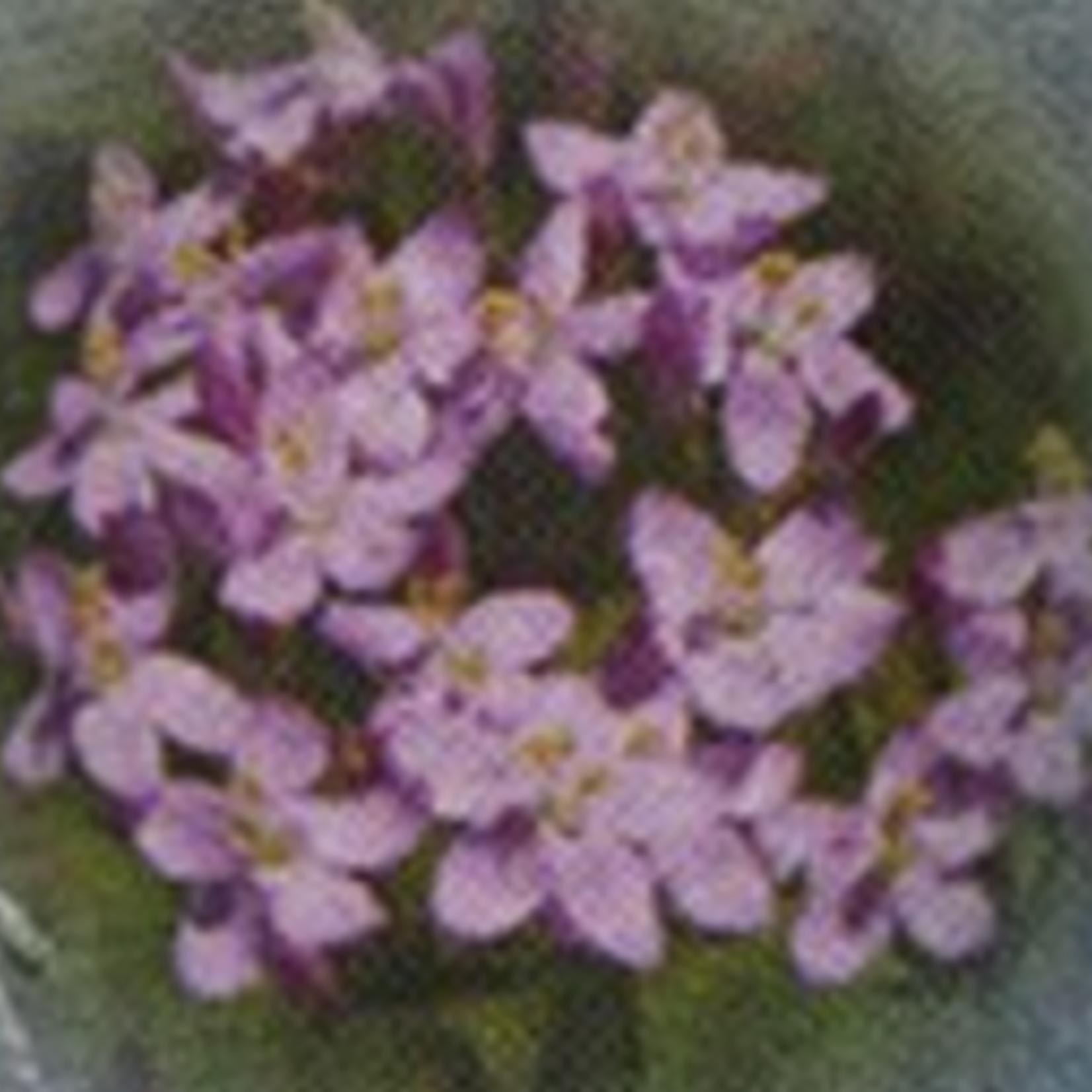 Healingherbs English Flower Essences centaury