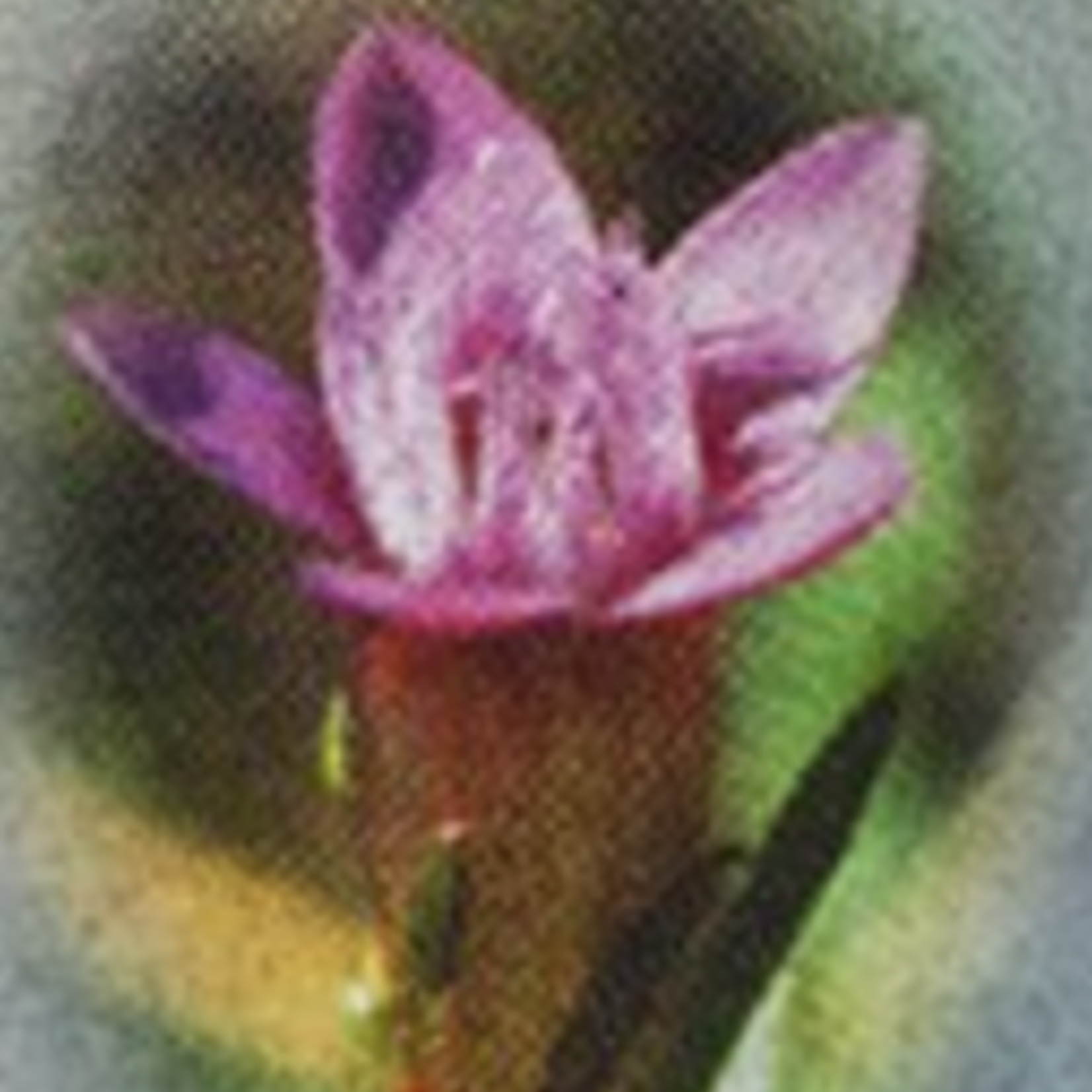 Healingherbs English Flower Essences gentian