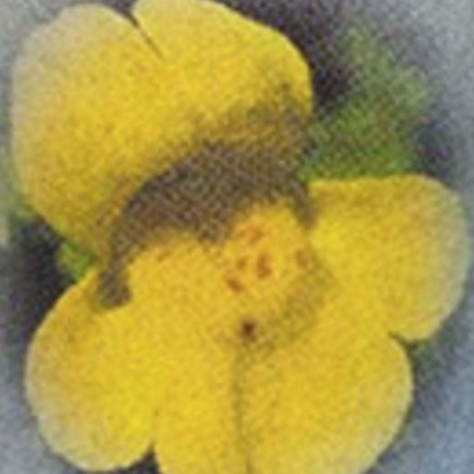 Healingherbs English Flower Essences mimulus