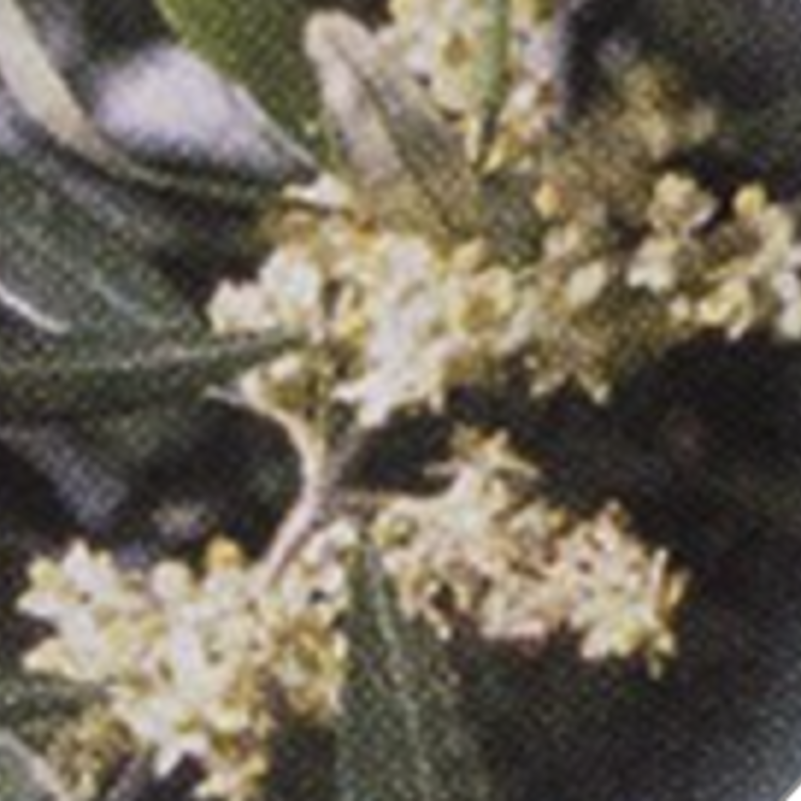 Healingherbs English Flower Essences olive