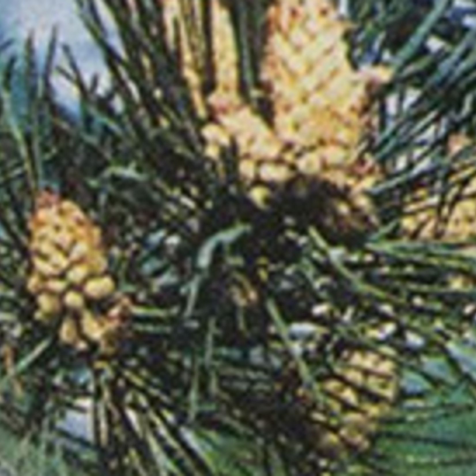 Healingherbs English Flower Essences pine