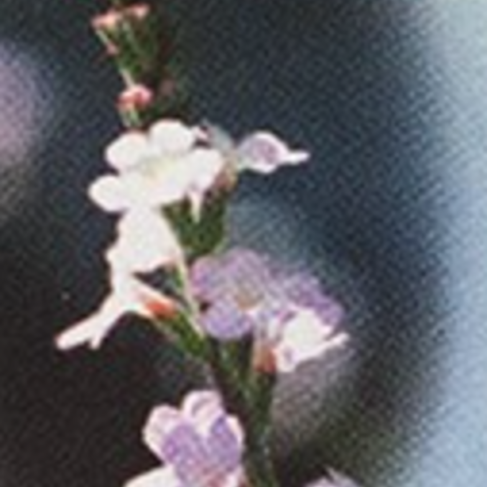 Healingherbs English Flower Essences vervain