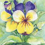 soulflower pansy