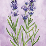 soulflower lavender