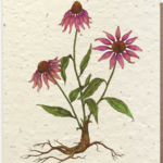 The Bower Studio echinacea        (plantable)