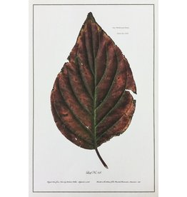 Holden, Richard No. 68 Leaf