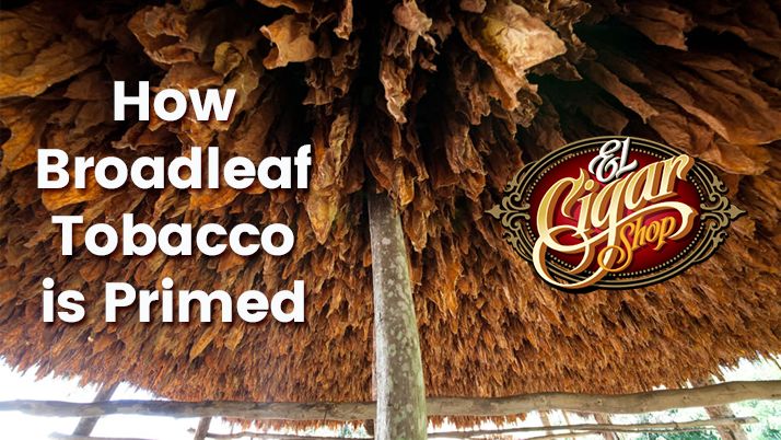 How Broadleaf Tobacco is Primed