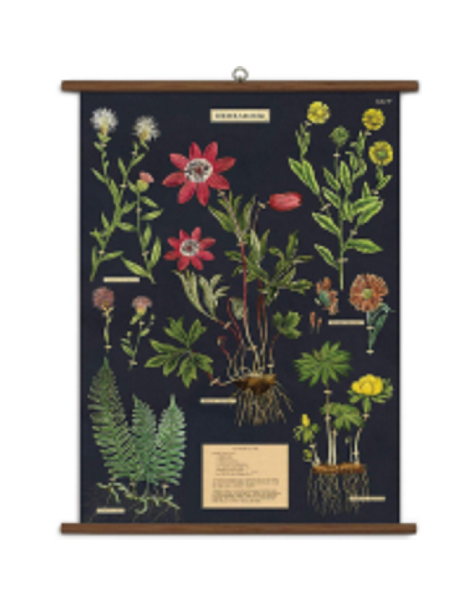 School Chart - Herbarium