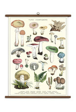 School Chart - Mushroom