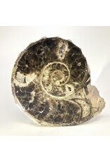 Large ammonite orthoceras fossil