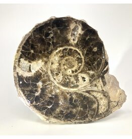 Large ammonite orthoceras fossil