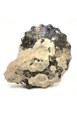 Large ammonite orthoceras fossil