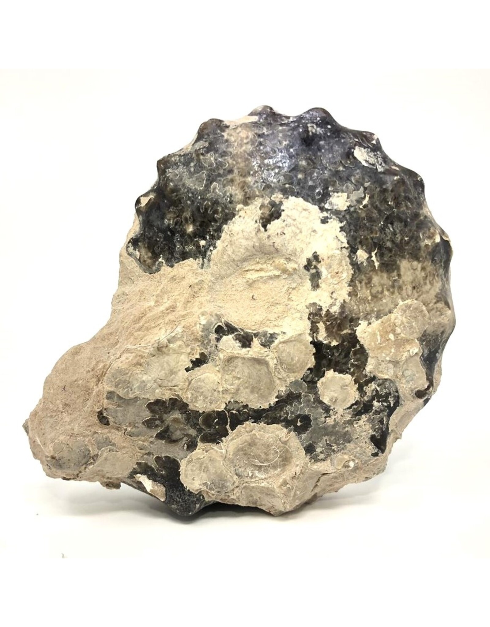 Large ammonite orthoceras fossil